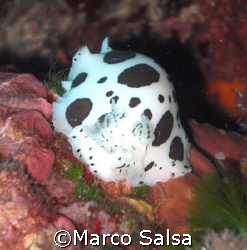 Portofino. Torretta. Nudibranco. by Marco Salsa 